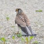 Foto: © Lukas Arn, Turmfalke, Grossaffoltern