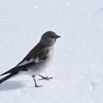 Foto: © Lukas Arn, Gemmipass 14.3.2018 