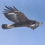 Foto: © Lukas Arn, Gemmipass 14.3.2018