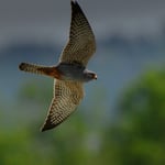 Foto: © Lukas Arn, Rotfussfalke_Espenmoos