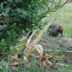 Foto: © Hans-Ueli Thöni