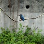 Foto: © Hans-Ueli Thöni