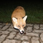 Foto: © Hans-Ueli Thöni