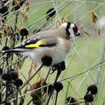 Foto: © Hans-Ueli Thöni