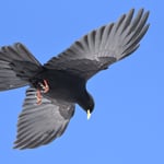 Foto: © Lukas Arn, Gemmipass 14.3.2018