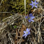 Biene, Foto: © Hans-Ueli Thöni