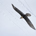 Foto: © Lukas Arn, Gemmipass 14.3.2018