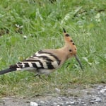 Wiedehopf, Foto: © Hans-Ueli Thöni