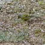 Zitronengirlitz, Foto: © Hans-Ueli Thöni