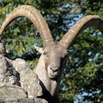 Foto: © Hans-Ueli Thöni