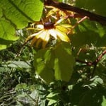 garten im kleinen rebberg