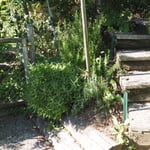 garteneingang im rebberg mit gewürzgarten (bitte mitnehmen zum kochen)