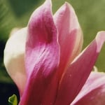 magnolienbllüte