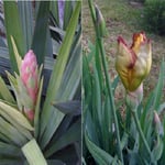yucca im garten im kleinen rebberg