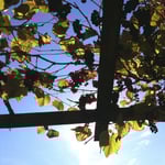 pergola - reben
