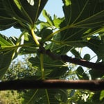 feigenbaum im garten der CASA LEONE