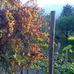 blühender ginster im garten im kleinen rebberg