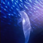 【title】Venus  【size】h38cm w43cm d15cm