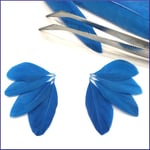 Mise en place des plumes