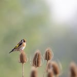 Stieglitz  ©Herbert Nitsche