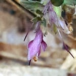 Zahntrost - Odontites vulgaris  ©Barbara Langer