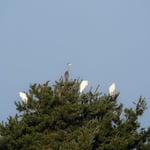 Silberreiher ©Herbert Nitsche