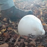 Riesenbovist - Calvatia gigantea  ©Barbara Langer