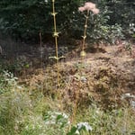 Baldrian - Valeriana officinalis ©Barbara Langer