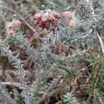 Glockenheide - Erica tetralix  ©Barbara Langer