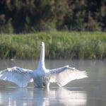 Schwan  ©Herbert Nitsche