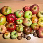 Mit Sortennamen beschriftete Äpfel  ©Andrea Schwarzkopf-Hennefelder