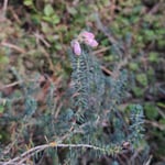 Glockenheide - Erica tetralix  ©Margareta Loscher