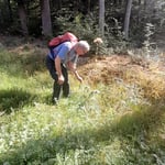 Bestimmung des Baldrians ©Barbara Langer