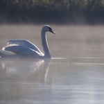 Schwan  ©Herbert Nitsche