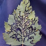 Raupenfrass lässt ein "Kunstwerk" entstehen  ©Barbara Langer