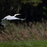 Silberreiher  ©Herbert Nitsche