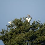 Silberreiher  ©Herbert Nitsche