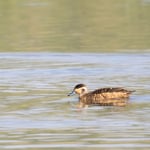 Pünktchenente (Spatula hottentotta)  ©Herbert Nitsche