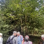 Esskastanie - Castanea sativa ©Barbara Langer