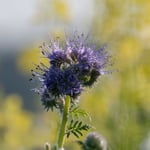 Büschelschön (Phacelia tanacetifolia)  ©Herbert Nitsche