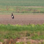 Schwarzstorch  ©Herbert Nitsche