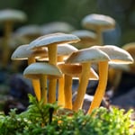 Pilze  ©Herbert Nitsche