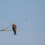 Rotmilan sitzend  ©Herbert Nitsche