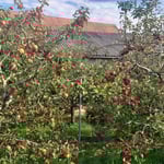 Reich tragende Apfelbäume  ©Barbara Langer