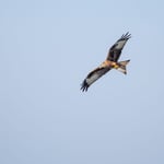 Rotmilan fliegend  ©Herbert Nitsche