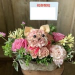 ねこ　5,000円～