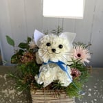 ねこ　5,000円～