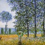 Sunlight effect poplars.