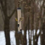 Grünfinken zu Besuch an der Futtersäule. Foto: Hermann Kunze