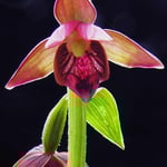 Epipactis royleana